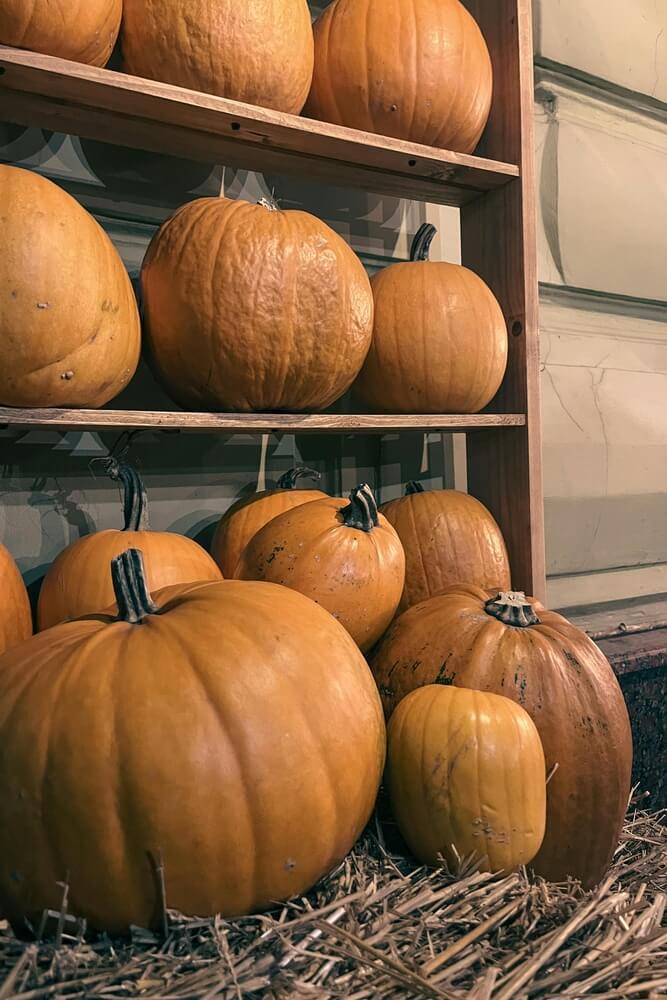 Lovely pumpkins curing and resting in food storage.