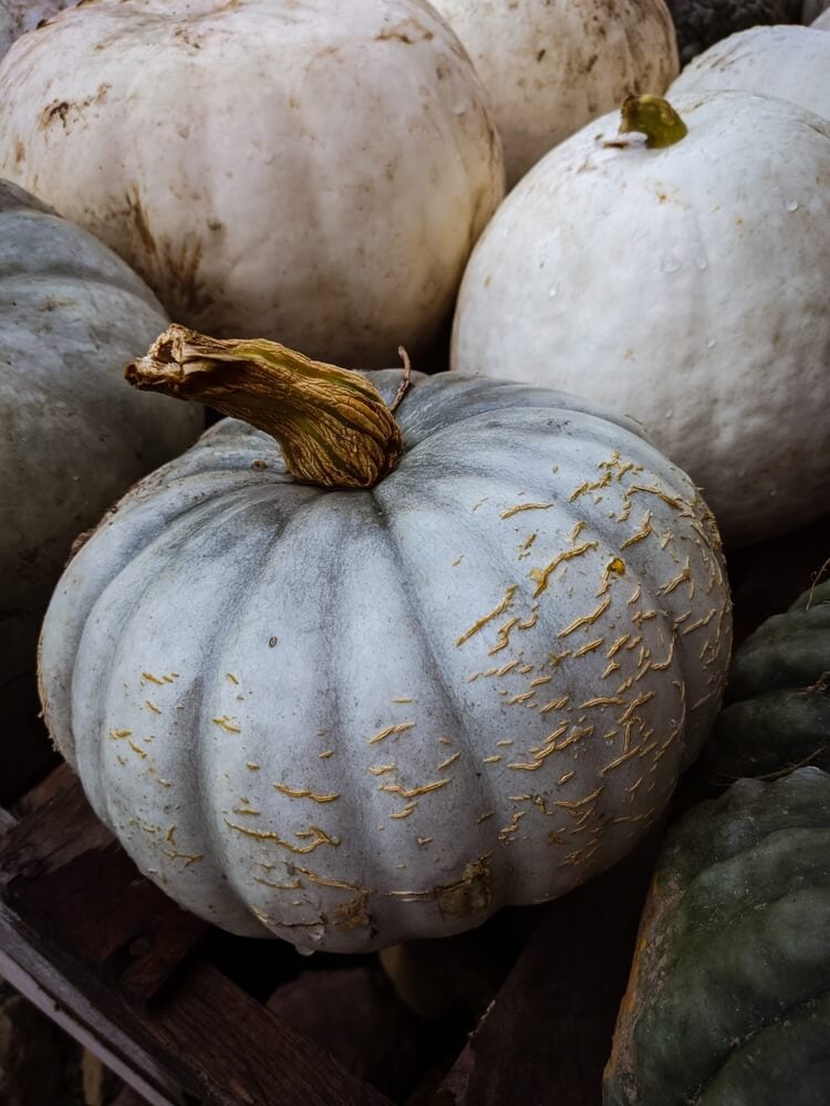 Lovely pumpkins harvested from the garden.