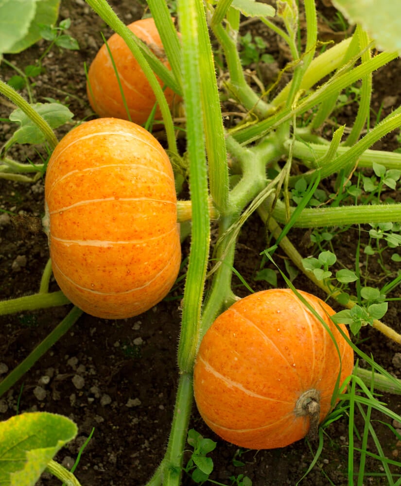 Lovely pumpkins on the vine ready to be harvested.