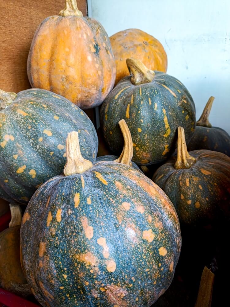 Lovely pumpkins stored in the basement.