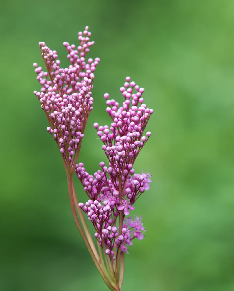 Lovely purplish pink Joe Pye weed flowers growing wildly.