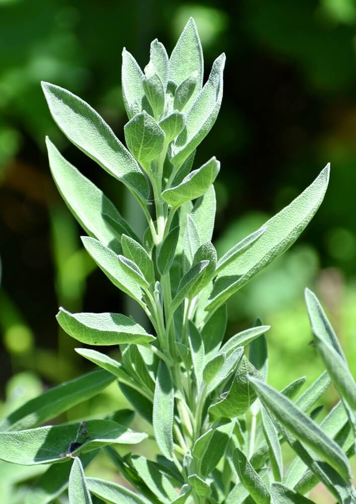 Lovely sage plant growing in the garden on a bright sunny day.