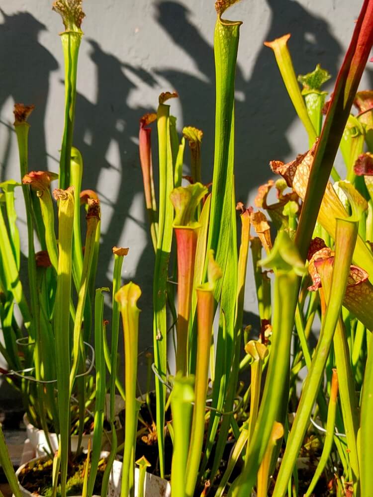Lovely sarracenia or carnivorous pitcher plant growing in the garden.