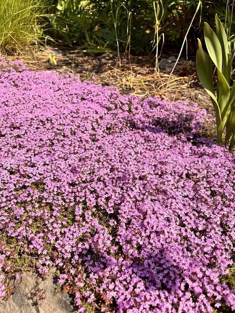 Lovely thymus serpyllum Splendens with tiny pink flowers.