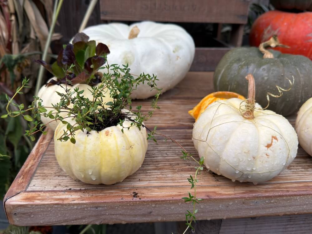 Lovely white pumpkins used a pumpkin as planters for houseplants.