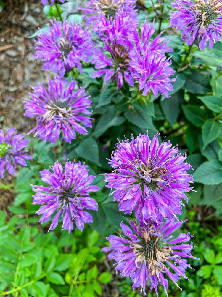 Lovely wild bergamot monarda fistulosa flowers with purplish pink blooms.