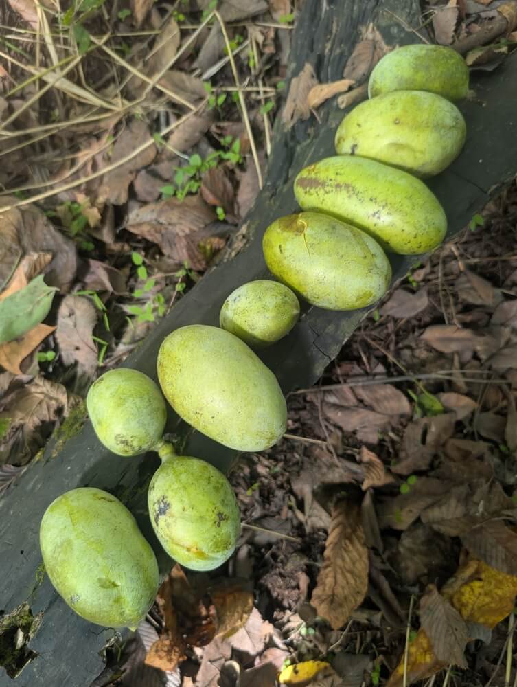 Many delicious pawpaw fruits harvested from the food forest.
