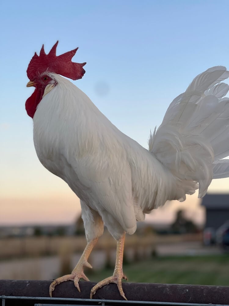 Mighty classic red leghorn rooster living large on a small rural farm.
