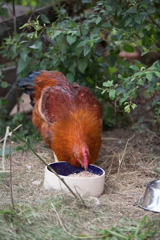 New Hampshire red chicken eating lunch on a hot summer day.