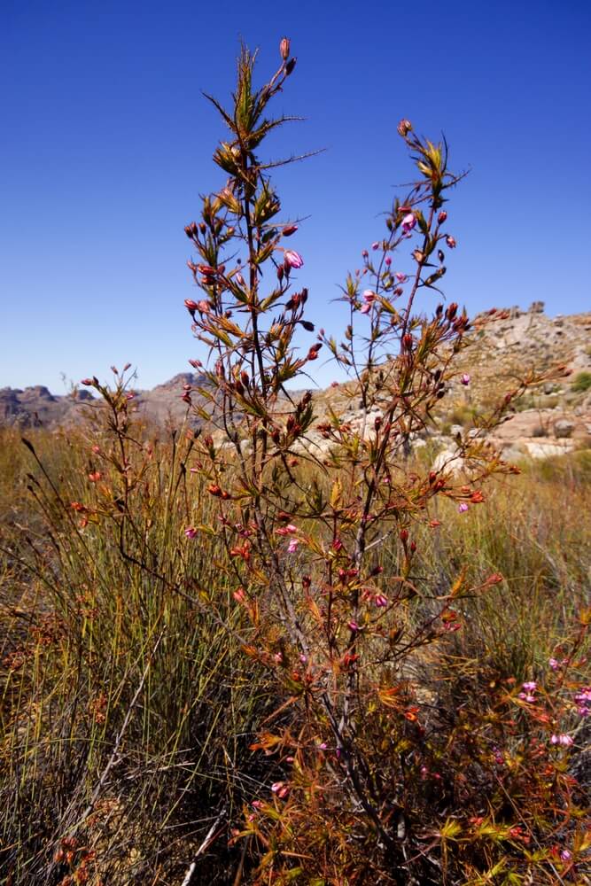 Northern Dewstick aka Roridula dentata is a protocarnivorous plant.