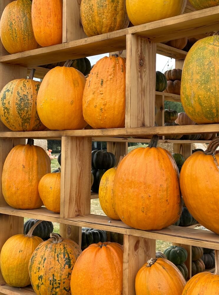 Pumpkins curing and resting on wooden shelves.