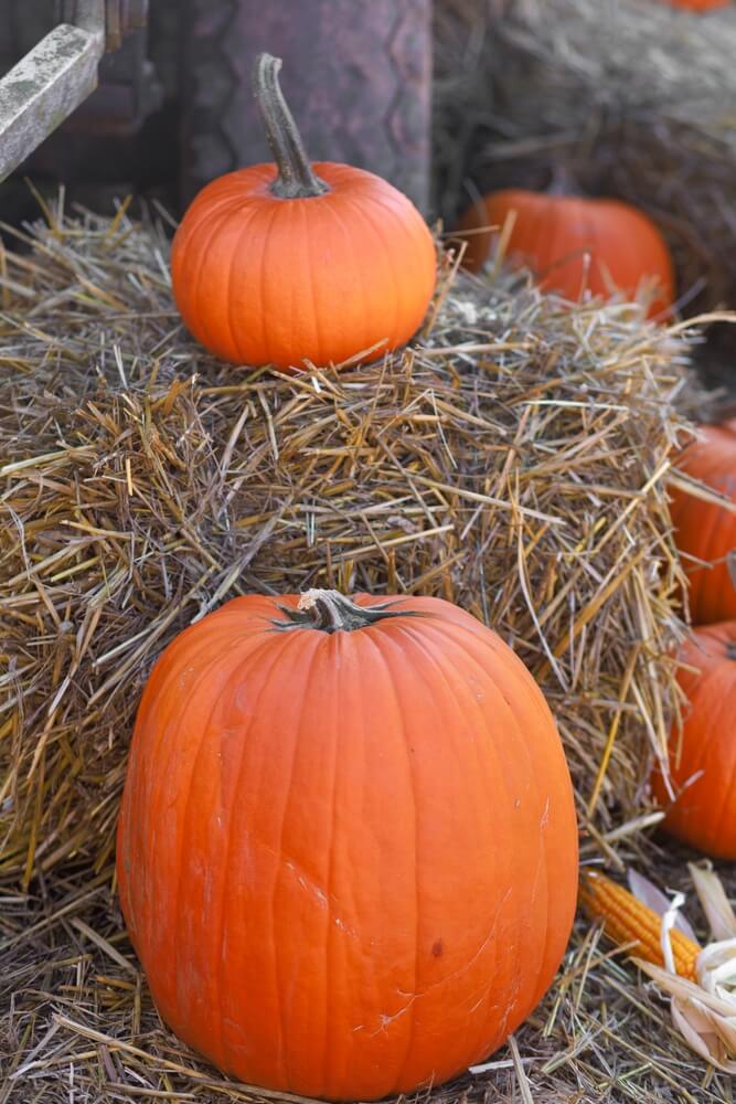 Pumpkins resting on hay piles.