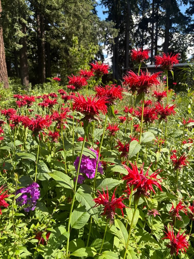 Red bee balm flowers in full bloom.