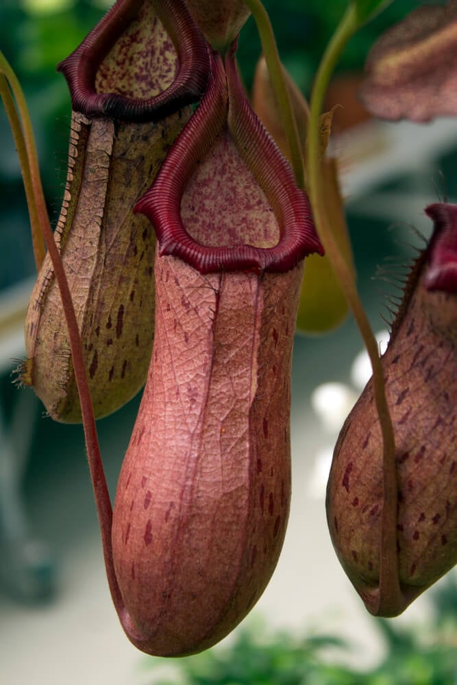 Small carnivorous pitcher plant also known as Cephalotus follicularis.