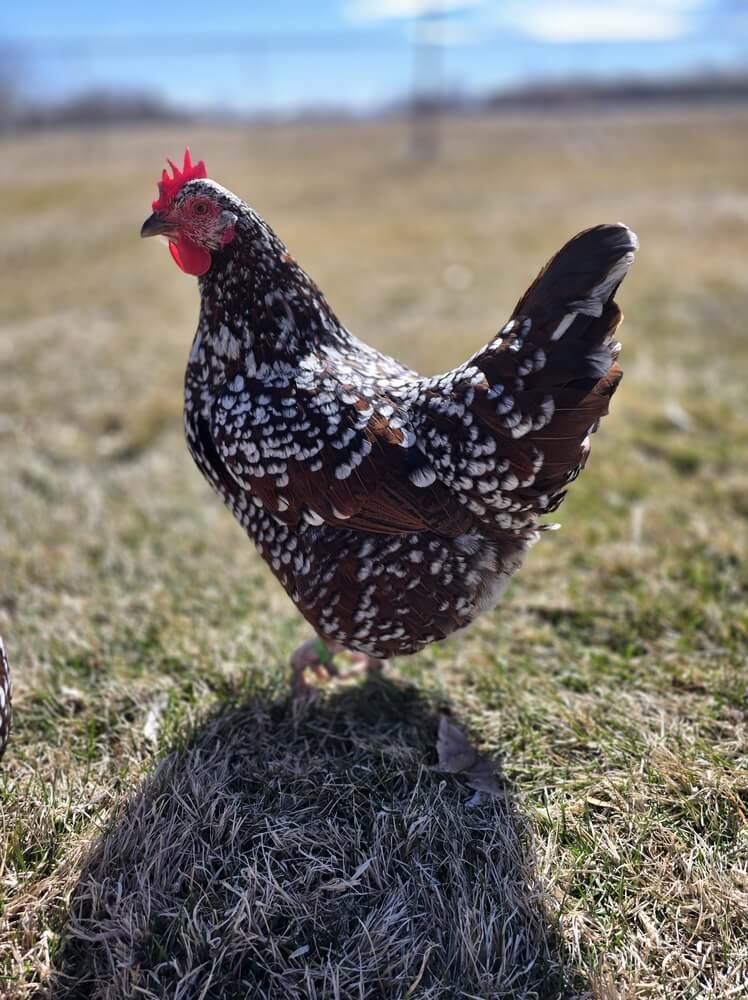 Speckled Sussex chicken foraging and exploring the grassy pasture.