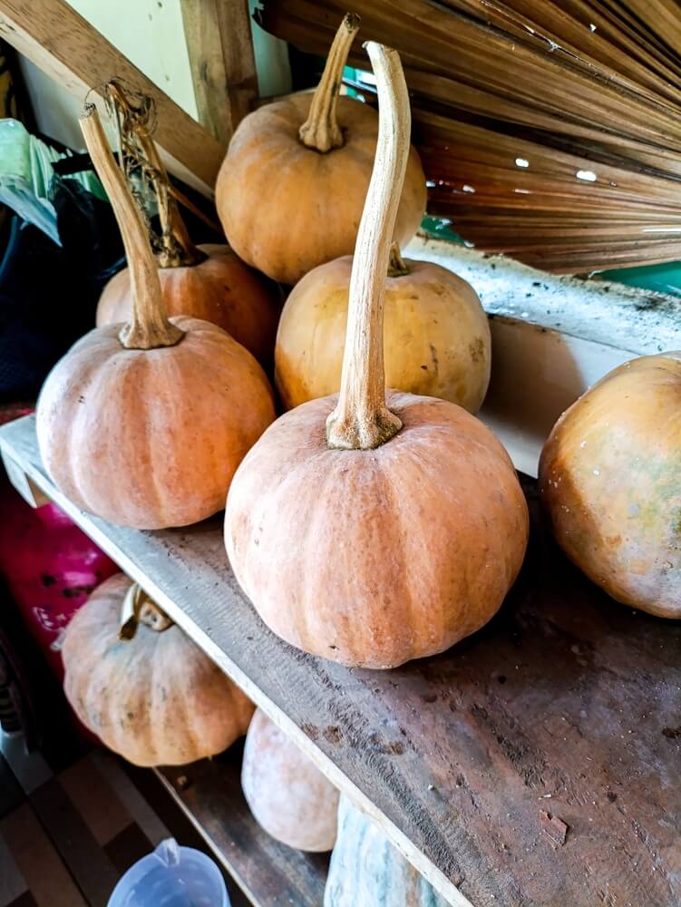 Storing some pumpkins on a wooden shelf in the cellar.