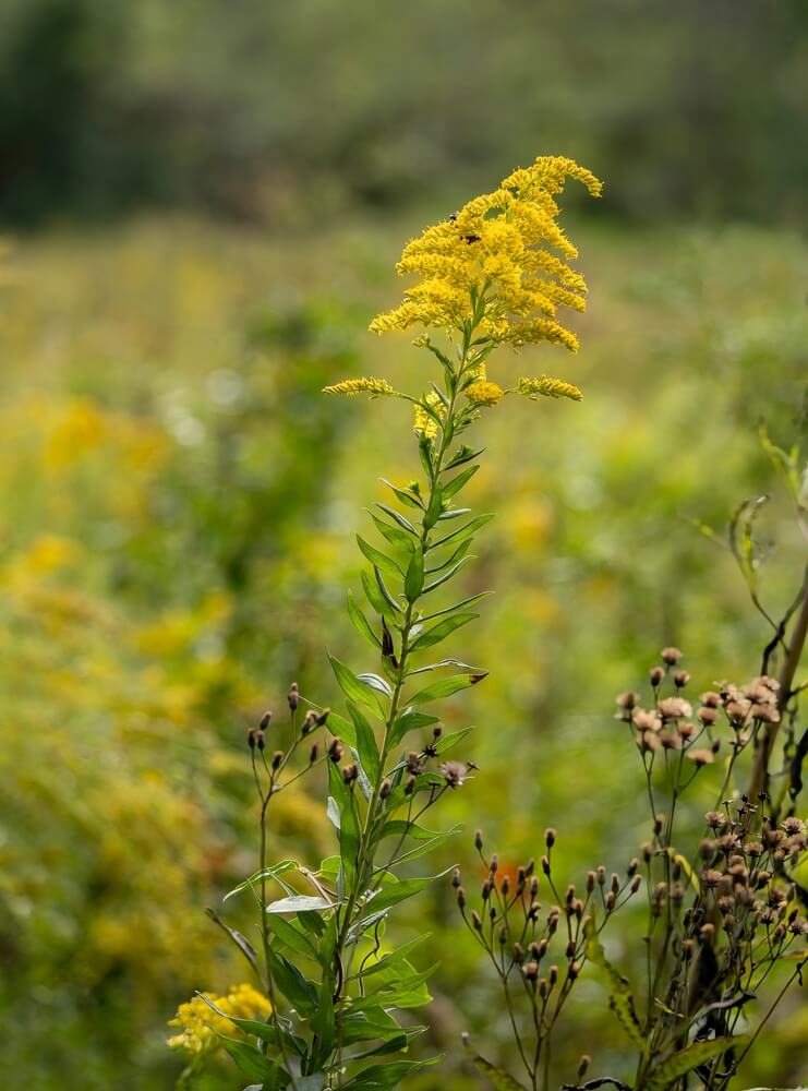 Tall yellow goldenrod plant with bright colorful yellow flowers.
