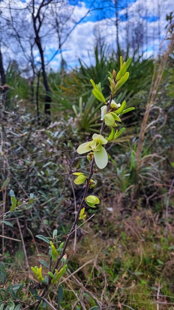 Tiny pawpaw tree growing around some overgrown brush.