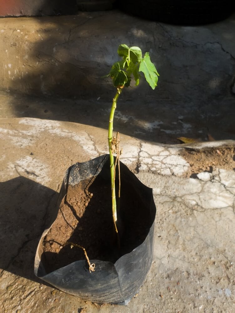 Tiny pawpaw tree in an old growing bag ready to plant in the ground.