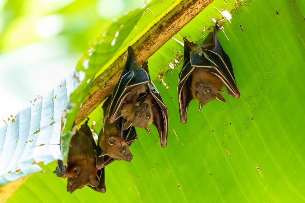 Tired bats resting underneath banana tree leaves and avoiding the bright sunlight.