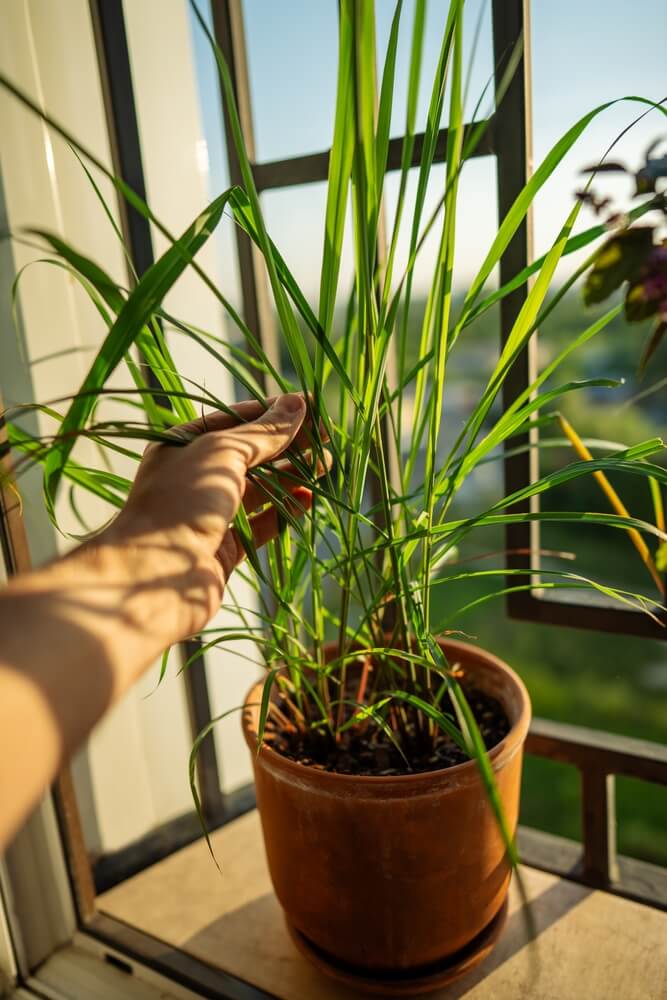 Tropical lemongrass growing indoors in a pot.