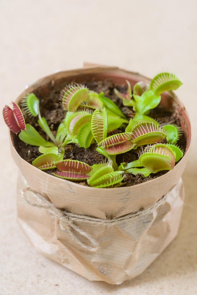 Venus flytraps hungrily waiting for its prey in pot.