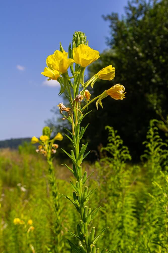 Yellow evening primrose growing in the grassy meadow.