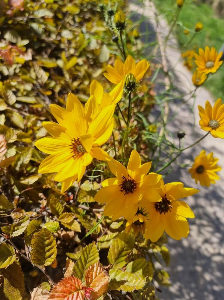 Yellow flower growing in autumn next to fallen leaves.