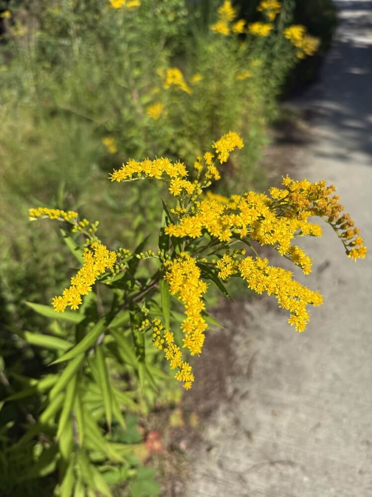 Yellow goldenrod flowers blooming in a late summer or early autumn garden.