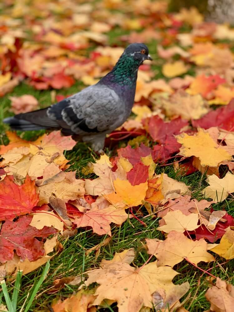 A lovely dove foraging in the autumn leaves.