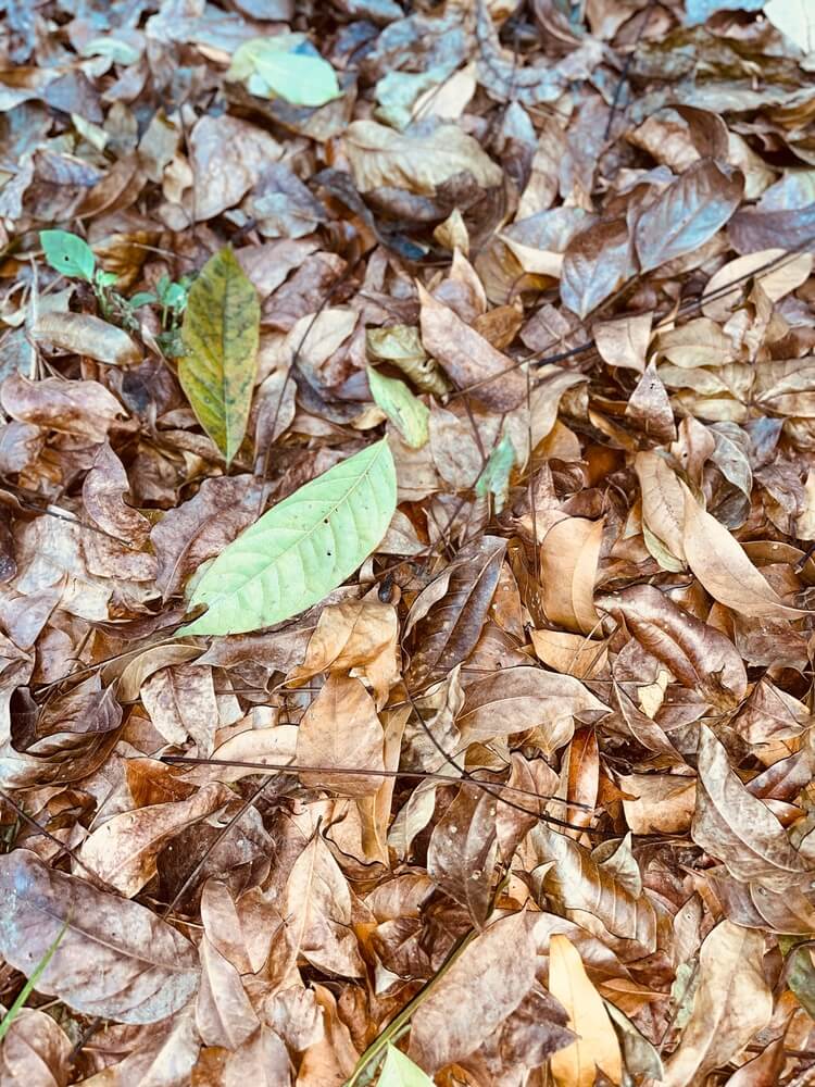 A thick layer of brown leaves on the ground.
