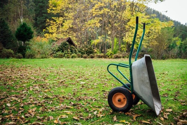 A yard with fallen leaves and an empty wheelbarrow.