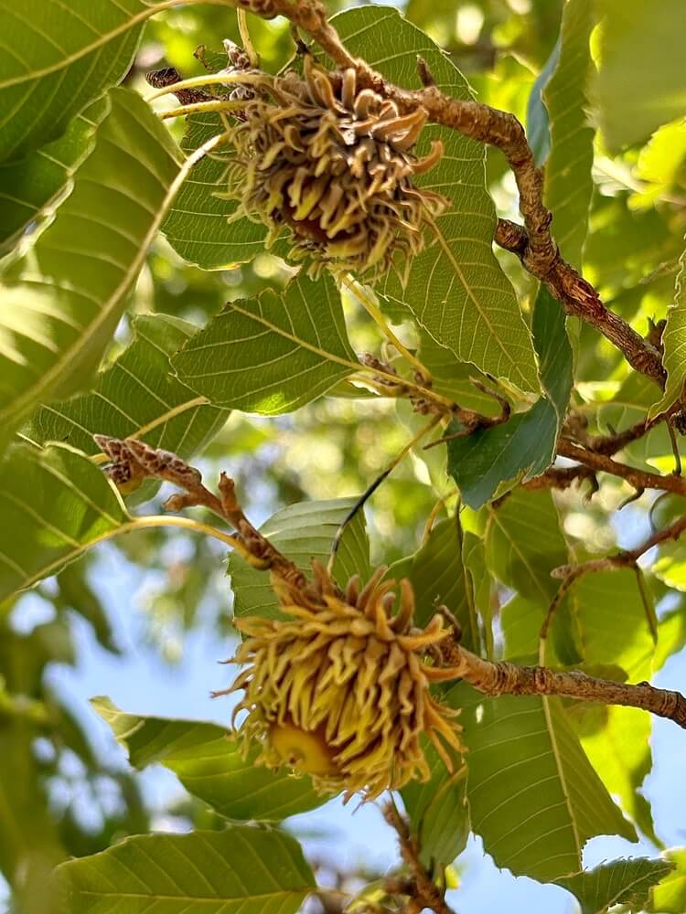 Acorns growing on bur oak tree with healthy green leaves.