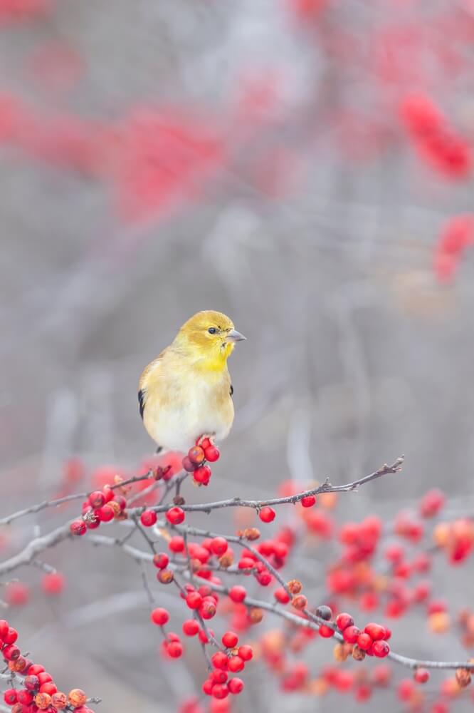 American goldfinch in winter plumage in winterberry bush, Marion County, Illinois.