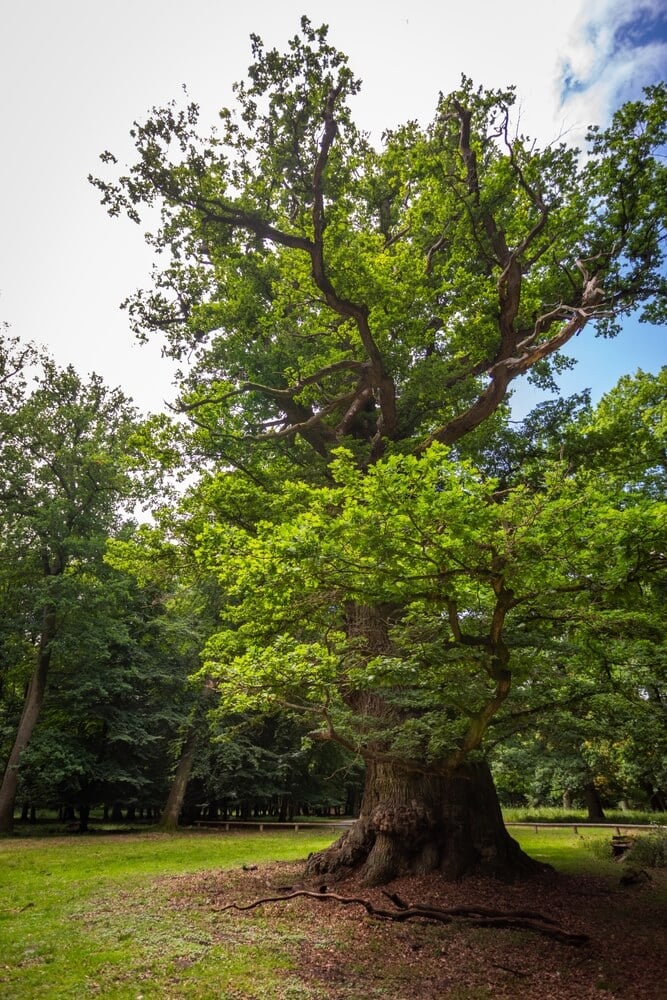 Ancient oak tree of the Ivenack Oaks National Natural Monument, a travel and tourist destination.
