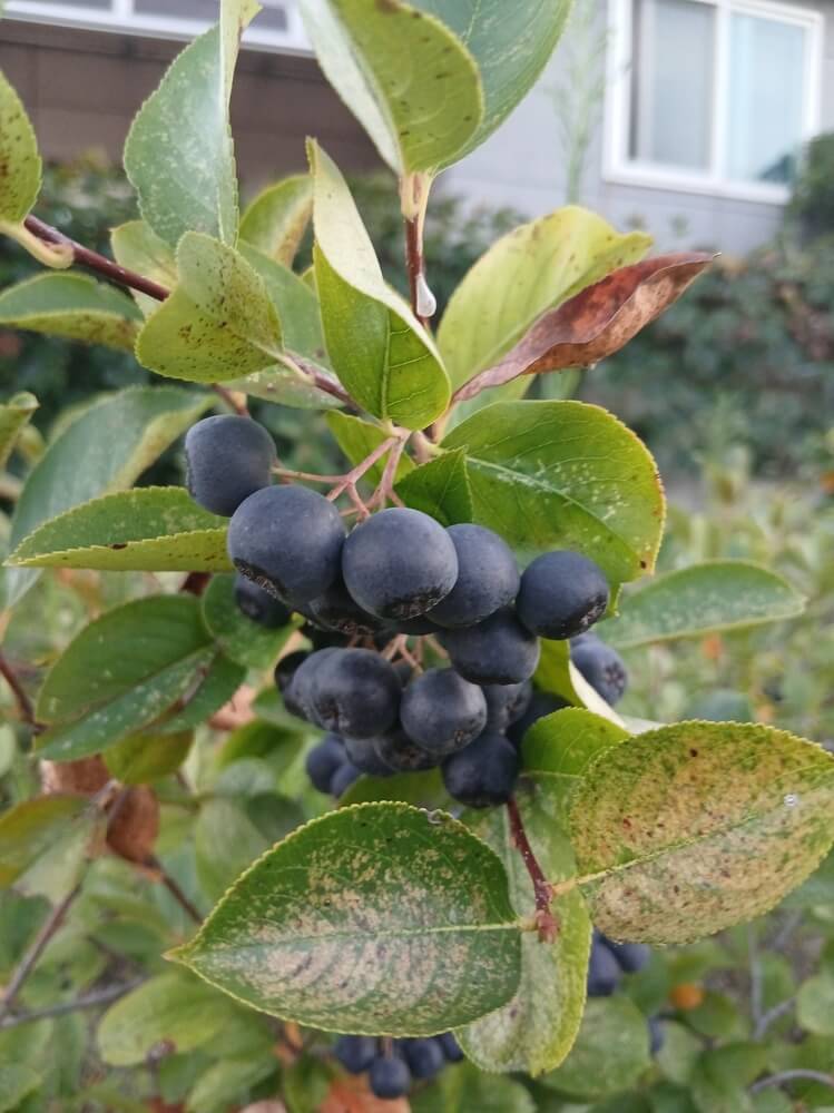 Aronia berries black chokeberry shrub growing in the garden.