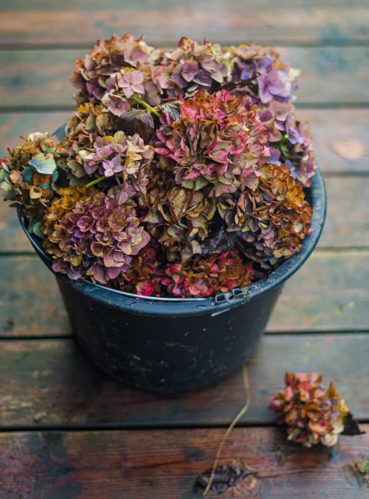 Autumn cut hydrangea flowers in black bucket with scissors and pruning shears. High-quality photo.