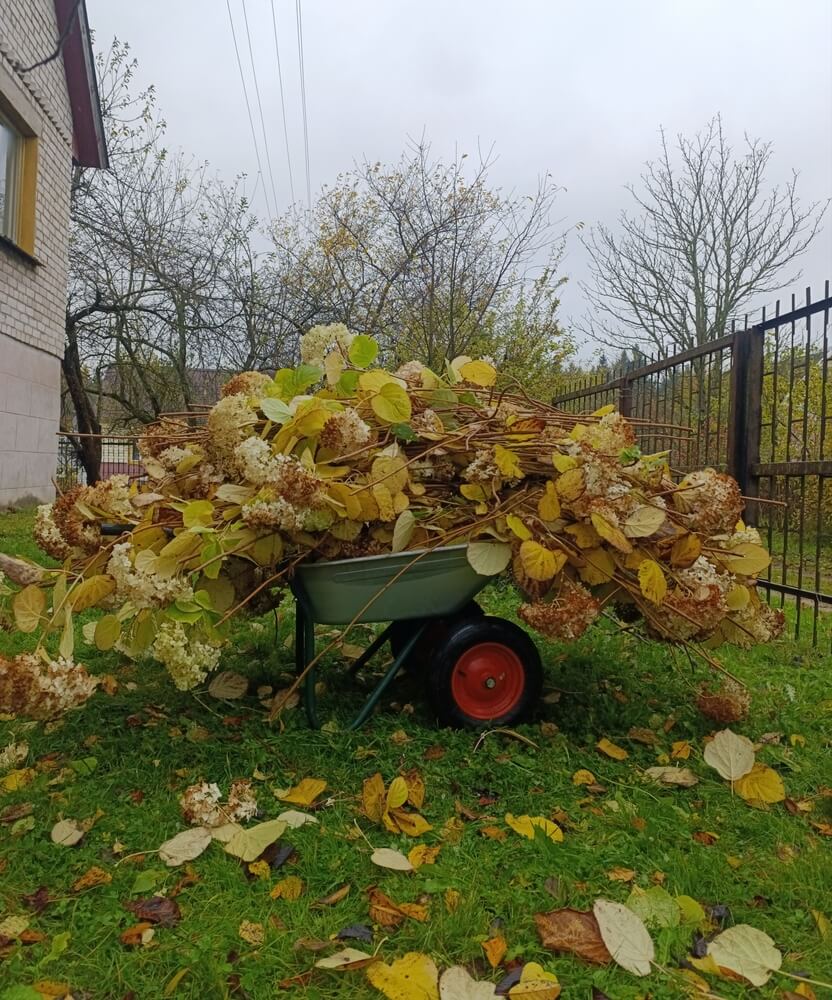 Autumn pruning of hydrangeas: gardening wheelbarrow with branches.