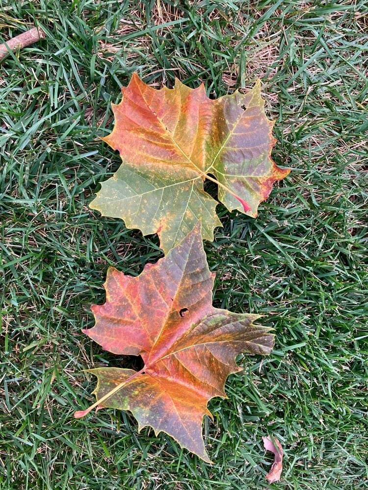 Autumn sycamore leaves creating a colorful scene in the grass.