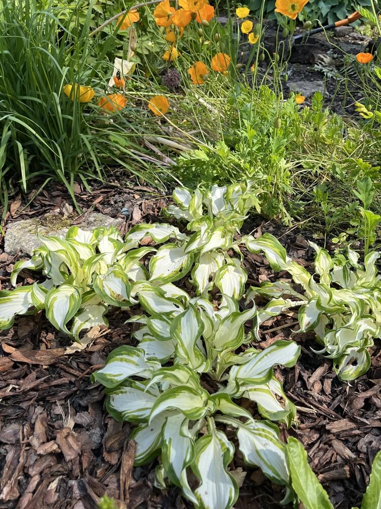 Beautiful dwarf hosta kiwi spearmint with variegated leaves and yellow poppies.
