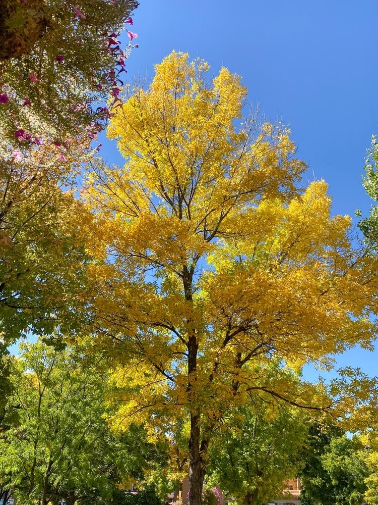 Beautiful honey locust tree in autumn at Santa Fe Plaza with gold fall foliage.