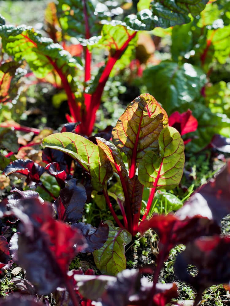 Beet greens and red purple chard in the permaculture garden.
