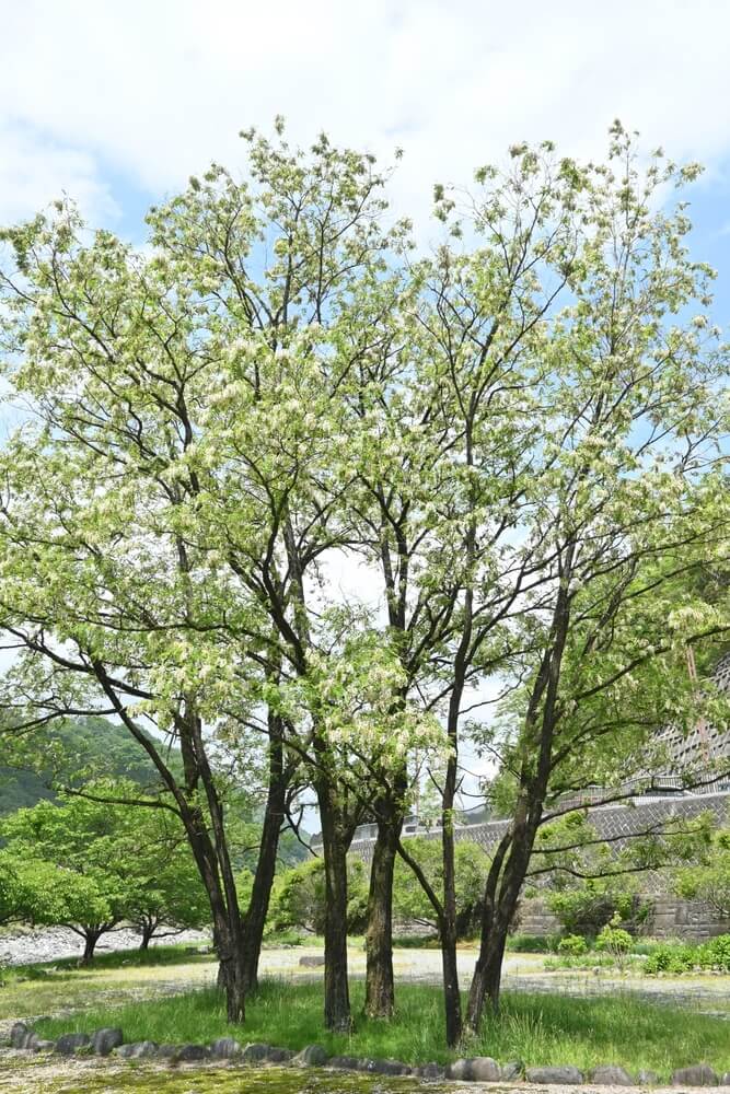 Black locust (Robinia pseudoacacia) flowers, white butterfly-shaped, blooming from May to June.