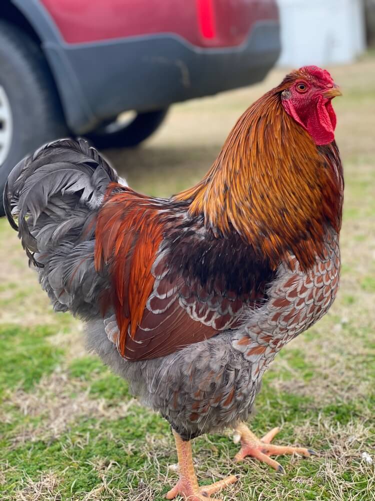 A blue-laced red Wyandotte rooster is standing proudly.