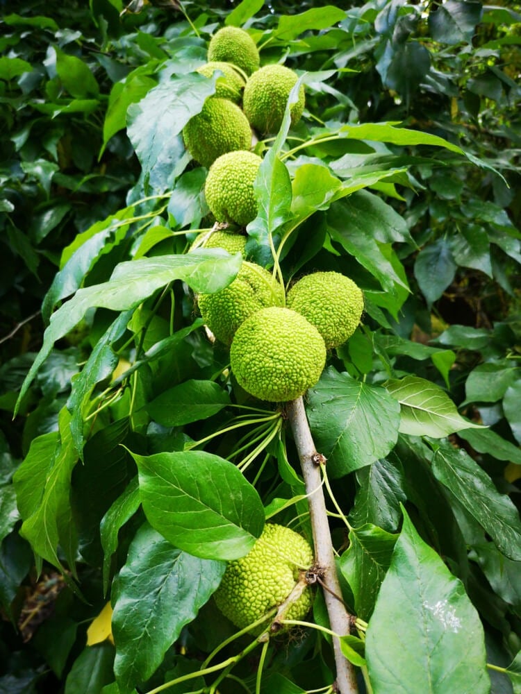 Bright green orbs called hedge apples or osage oranges.