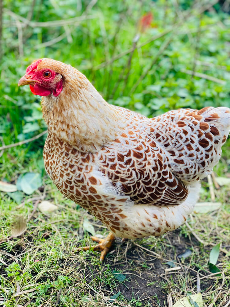 A buff-laced Wyandotte chicken is grazing in the green grass.
