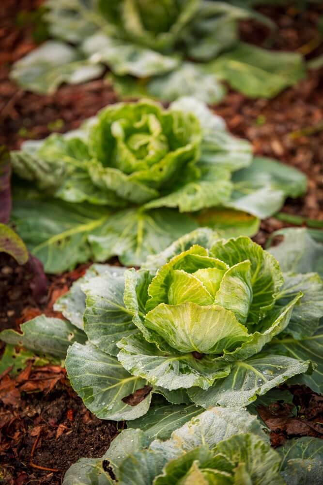 Capturing the essence of cabbages with a blurred background.