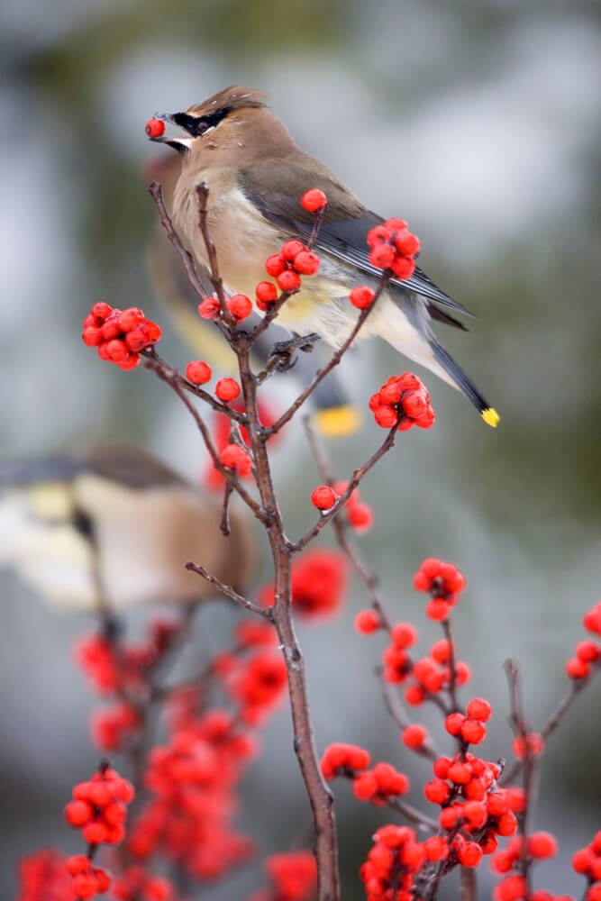 Cedar waxwing eating common winterberry in Marion, Illinois, USA.