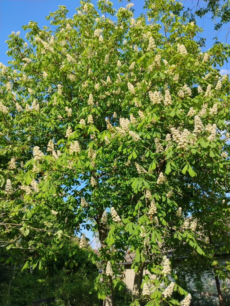 Chestnut tree blooming with chestnut flowers.