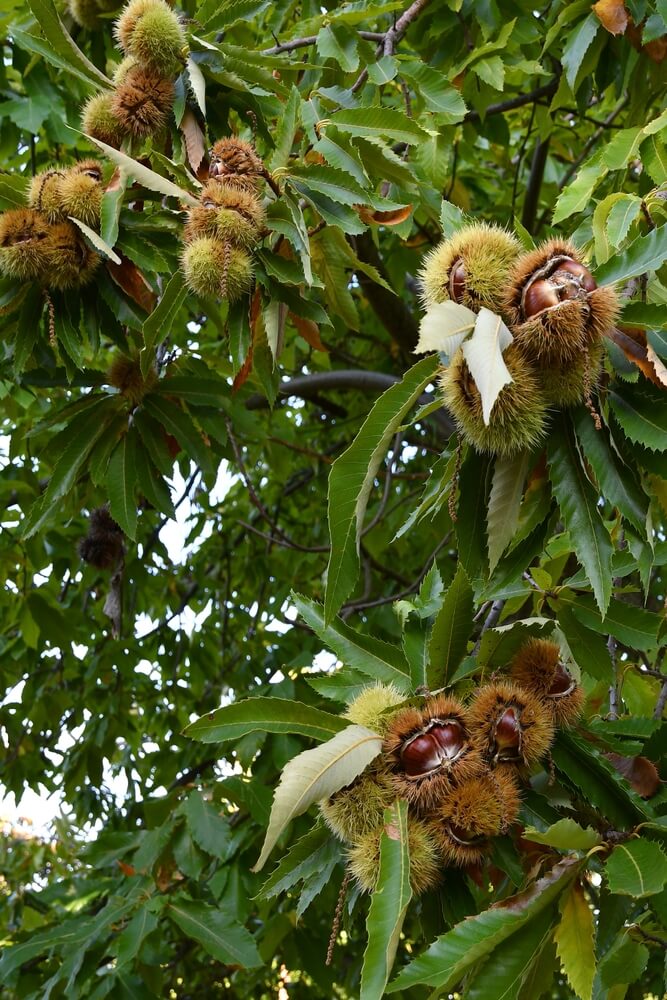 Chestnuts in hedgehogs hanging from branches in autumn.